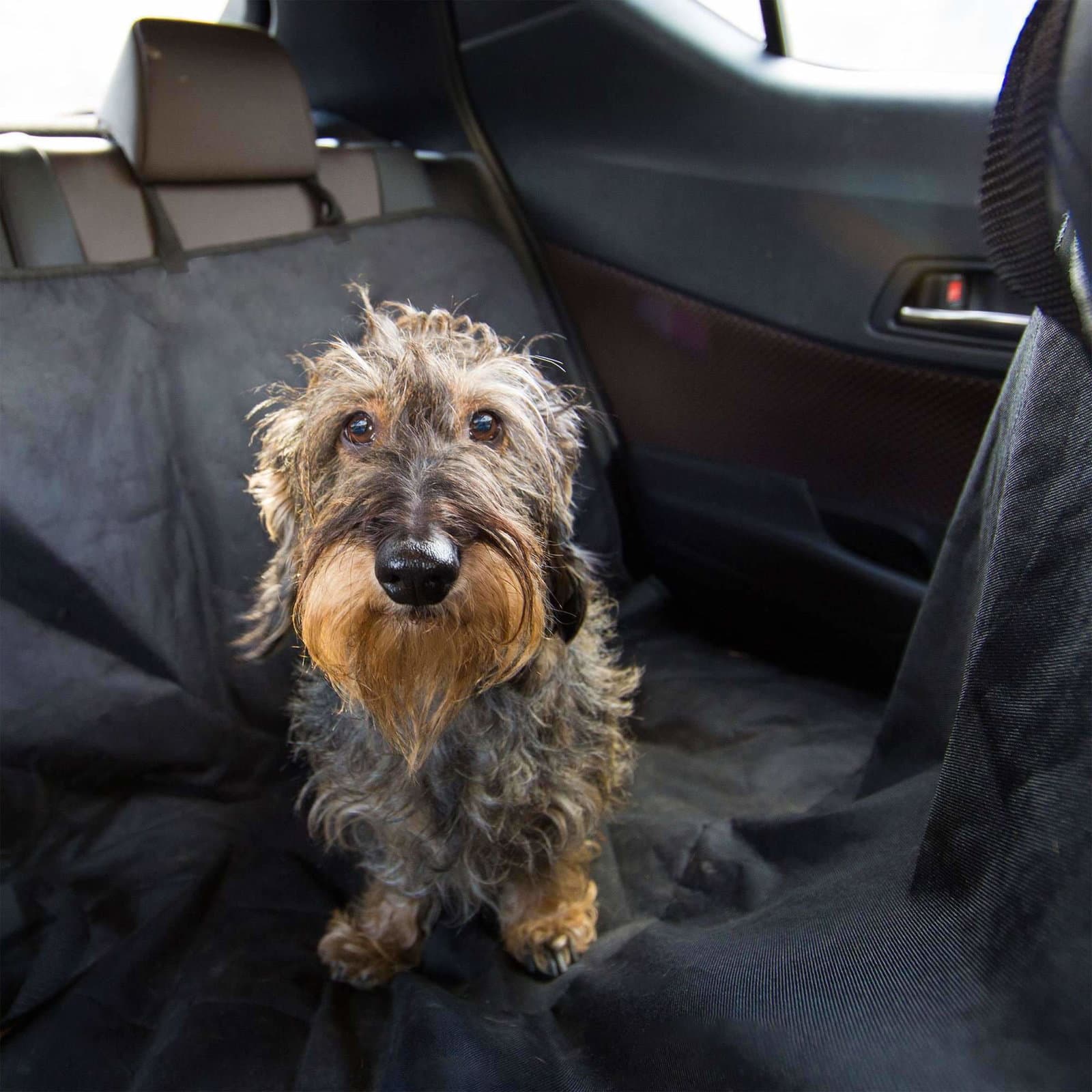 Hundedekken bil view 2