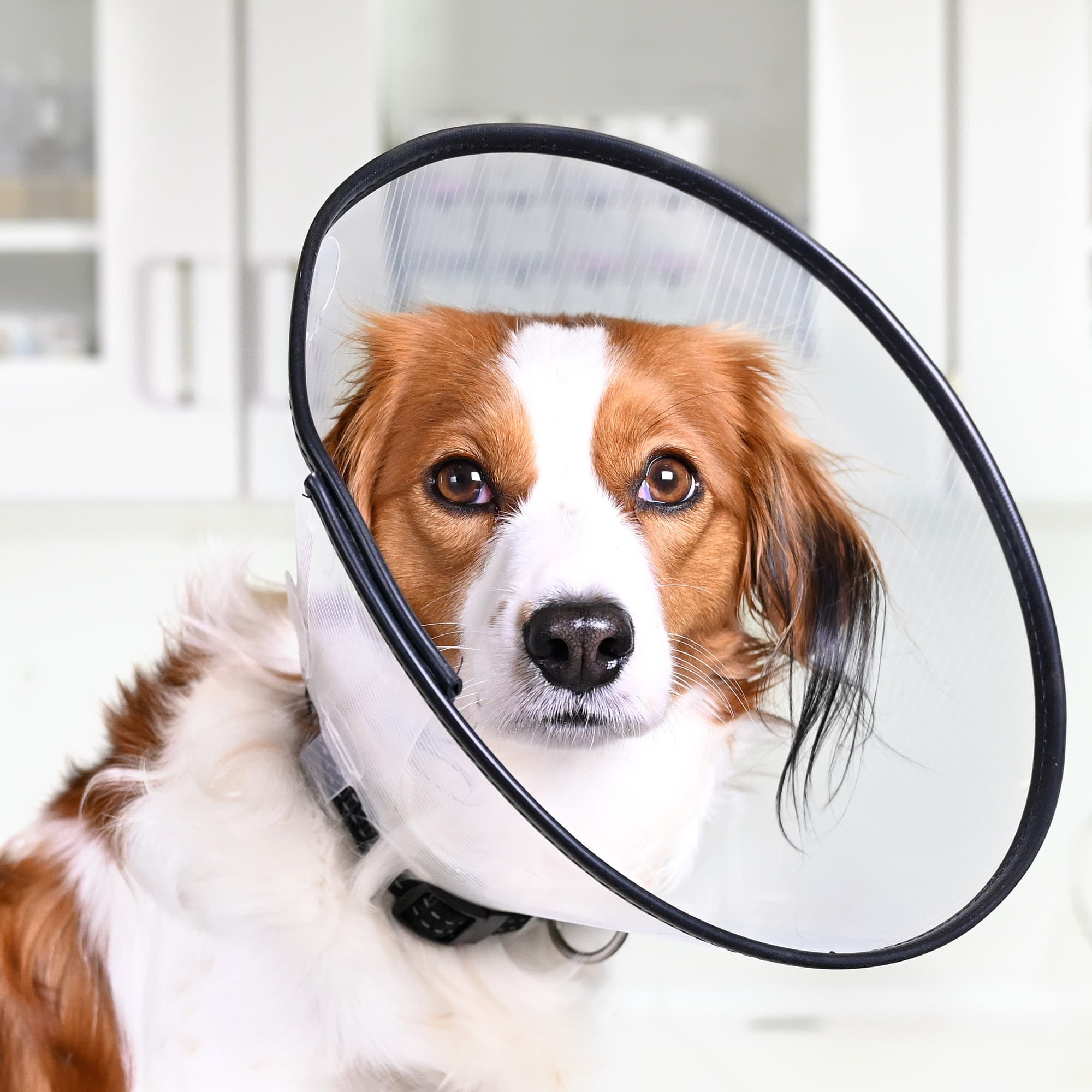 Buster Comfort hundekrave - 10cm