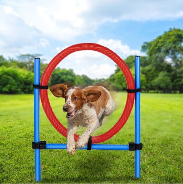 Maxxpro Agility Ring – Justerbar Agilityring for Hunder