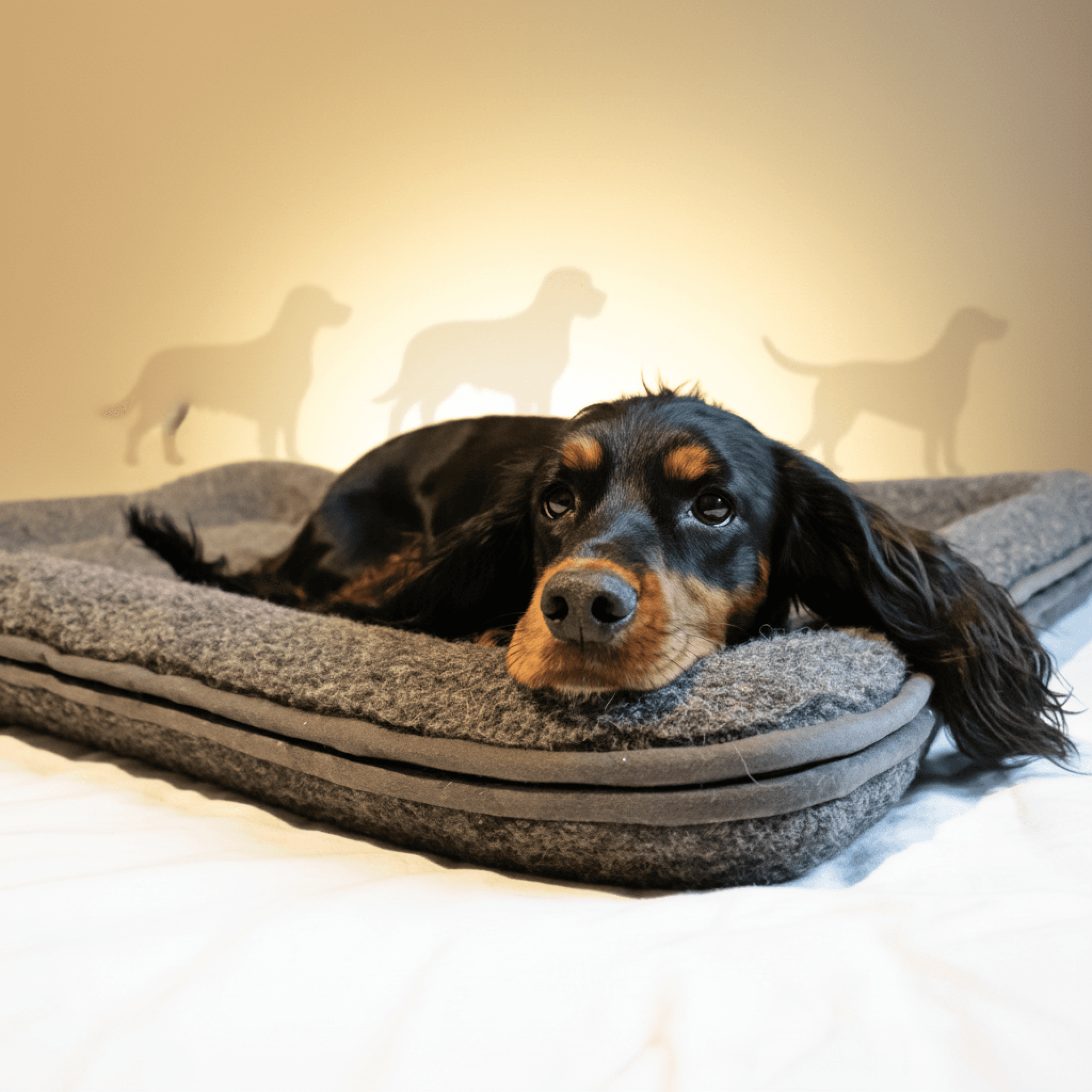 Canelana Hundeseng Ull m/kanter - 70x90 cm - Muldvarp (brun-grå)