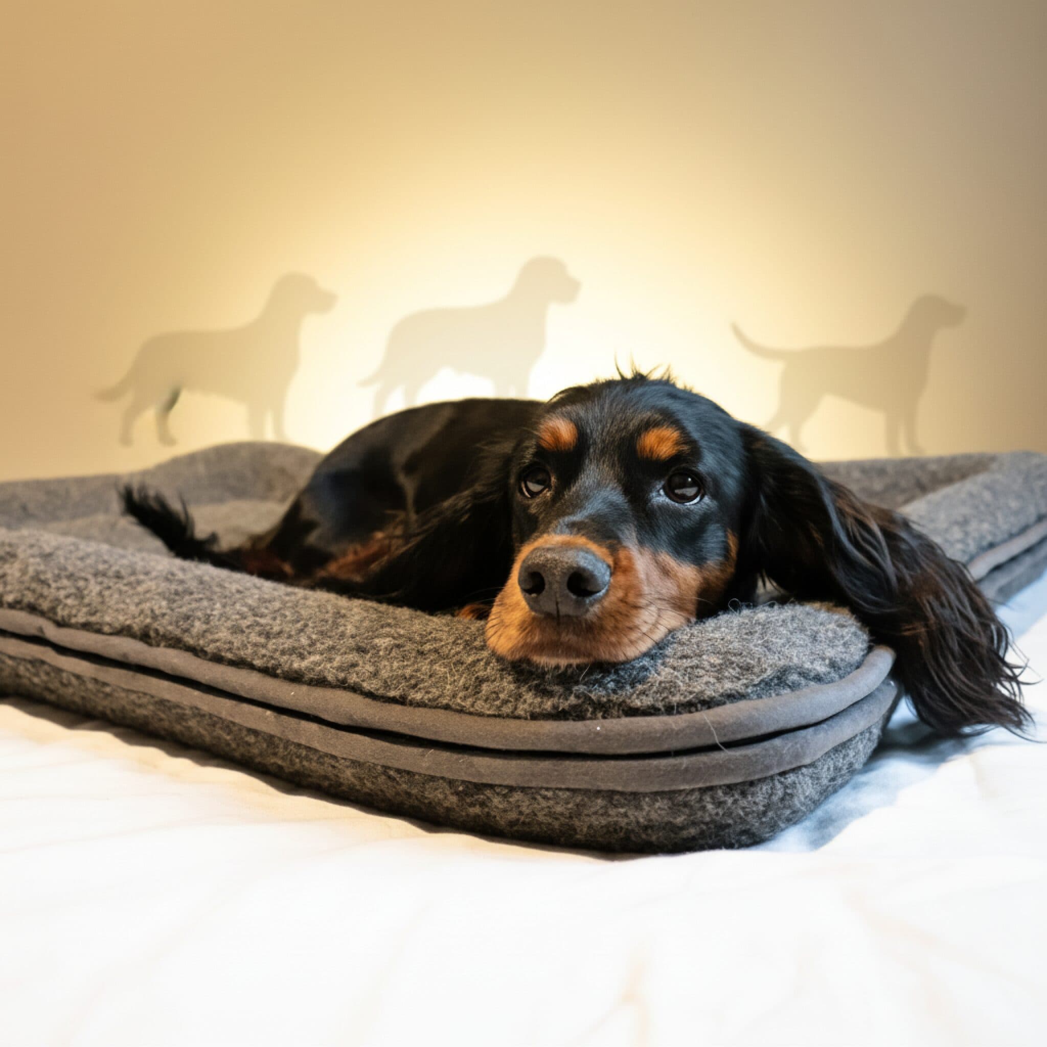 Canelana Hundeseng Ull m/kanter - 70x90 cm - Muldvarp (brun-grå)